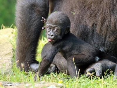  Gorilla-Mädchen Tilla ist jetzt fünf Mo<em></em>nate alt. Foto: Zoo Berlin/dpa 