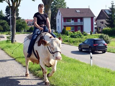  Das sieht man nicht so oft: Eine Reiterin auf einer Kuh!. Foto: Uli Deck/dpa 