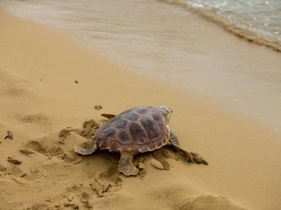  Eine Studie hat gezeigt: Junge Meeresschildkröten treffen im Wasser auf eine Menge Plastikmüll. Foto: Steve Parsons/PA Wire/dpa 