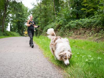  Hier trainiert Toni die Suche nach anderen Hunden. Foto: Oliver Dietze/dpa 
