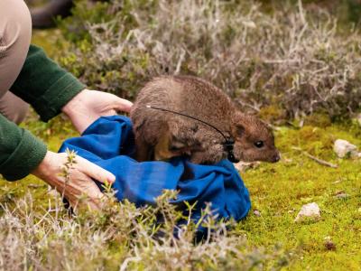  Hier wird ein Bürstenschwanz-Rattenkänguru freigelassen. Foto: Wwf Australia/WWF AUSTRALIA/AAP/dpa 
