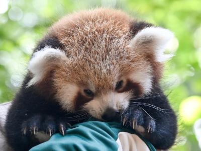  Rote Pandas leben in Asien, es gibt aber nur noch wenige Tausend von ihnen. Foto: Jens Kalaene/dpa-Zentralbild/ZB 
