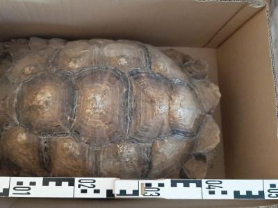  Diese Schildkröte war von zu Hause ausgebüxt. Die Polizei ko<em></em>nnte sie ihren Besitzern wiederbringen. Foto: Polizeiinspektion Hildesheim/dpa 