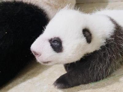  Erst rund sechs Wochen nach der Geburt öffnen Große Pandas ihre Augen. Foto: -/Wildlife Reserves Singapore/dpa 