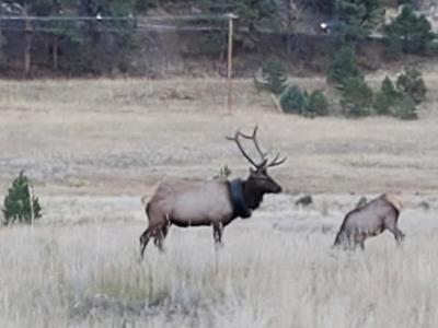 Etwa die Hälfte seines Lebens war der Hirsch mit dem Reifen um den Hals unterwegs. Jetzt wurde er davon befreit. Foto: Uncredited/Colorado Parks and Wildlife via AP/dpa 