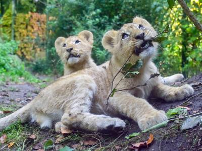  Die beiden Löwengeschwister im Gehege. Foto: Patrick Pleul/dpa-Zentralbild/ZB 