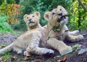 動物：Zwillinge im Zoo