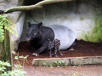  Das Fell des kleinen Tapirs wird später so aussehen wie das seiner Mutter. Foto: -/Zoo leipzig/dpa 