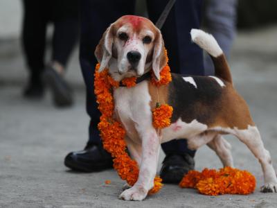  Dieser Polizeihund wird in Nepal zum Tihar-Fest mit einer Blumengirlande geehrt. Foto: Niranjan Shrestha/AP/dpa 