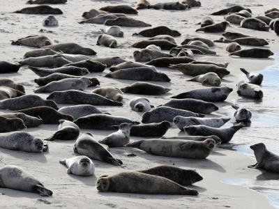  Fachleute haben sich angeguckt, wie viele Seehunde es im Wattenmeer gibt. Foto: Christian Charisius/dpa 
