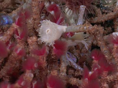  Röhrenwürmer heißen diese Lebewesen aus dem Meer. Foto: Rov Subastian/Schmidt Ocean Institute/dpa 