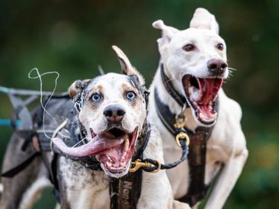  Diese Hunde sind Teil eines Schlittenhunde-Gespanns. Foto: Lino Mirgeler/dpa 