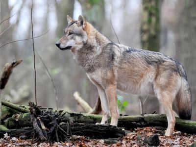  Ob so ein Wolf auch im Natio<em></em>nalpark Hunsrück-Hochwald lebt? Fotofallen sollen es belegen. Foto: Ingo Wagner/dpa 