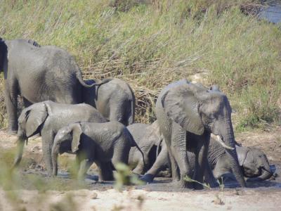  Um an ihre Stoßzähne heranzukommen, werden jedes Jahr viele Afrikanische Elefanten verbotenerweise getötet. Foto: Kevin Anderson/AP/dpa 