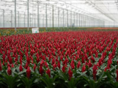  Blumen und Gemüse werden in den Niederlanden in Gewächshäusern angebaut. Foto: Federico Gambarini/dpa 