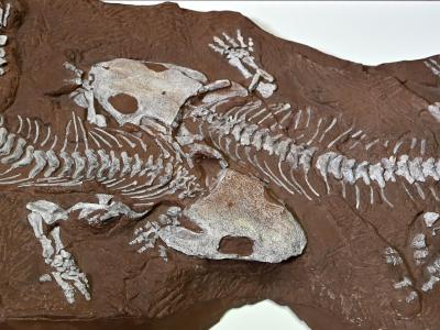  Diese beiden Saurier-Skelette wurden dicht nebeneinander gefunden. Foto: Martin Schutt/dpa-Zentralbild/dpa 