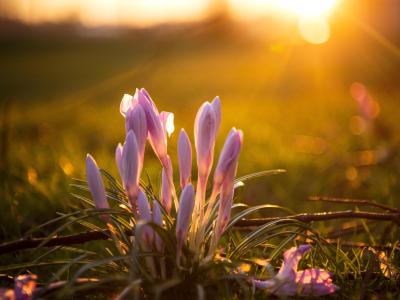 Krokusse gehören zu den ersten Blühpflanzen im Jahr. Foto: Sina Schuldt/dpa 