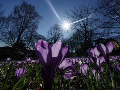  Krokusse gelten als typische Zeichen für den Frühling. Foto: Axel Heimken/dpa 