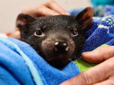  Der Tasmanische Teufel Derrick nach seiner Augen-Operation. Foto: -/Aussie Ark/dpa 