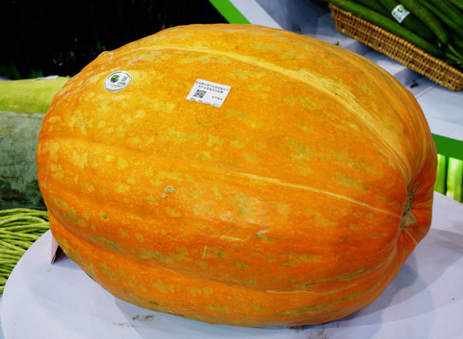 200斤重的太空南瓜亮相杭州 giant space pumpkin on display in