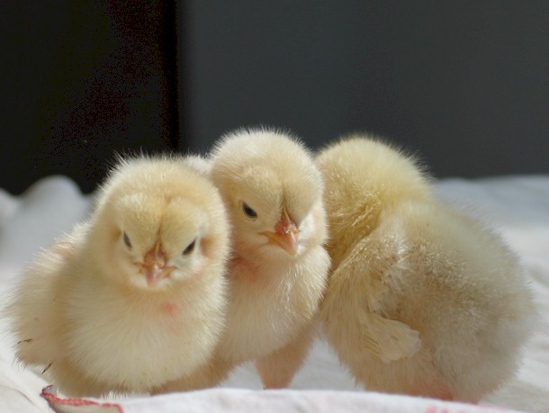 词汇_西班牙语词汇_第5页_西班牙语学习网